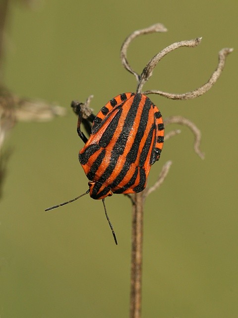 kn�ice p�skovan�