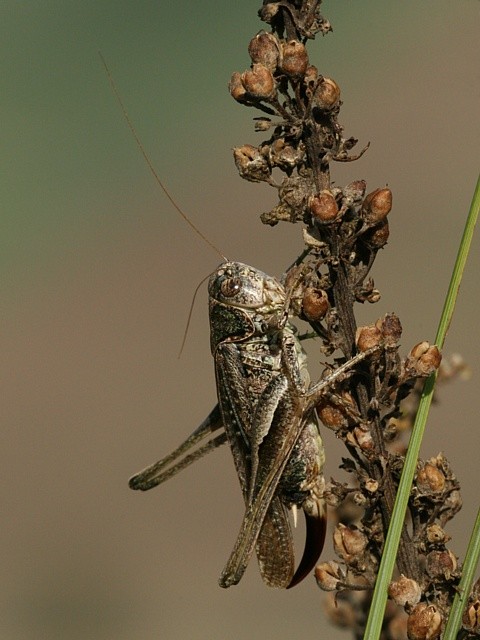 kobylka