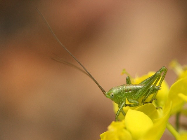 kobylka